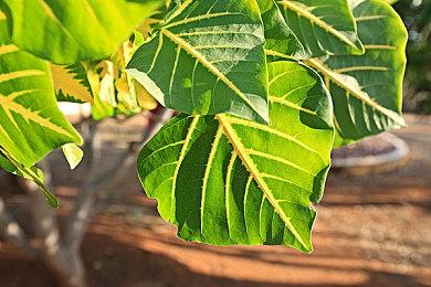 《最终幻想16》战斗系统由《鬼泣5》前设计师参与