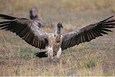 《界外狂潮》全球上线：全新快节奏5v5第一人